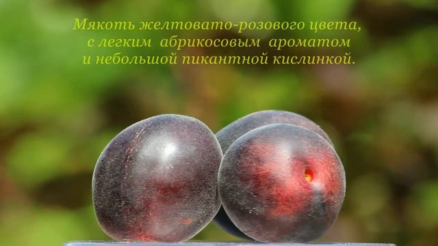 Черный абрикос (Black apricot) смотреть онлайн