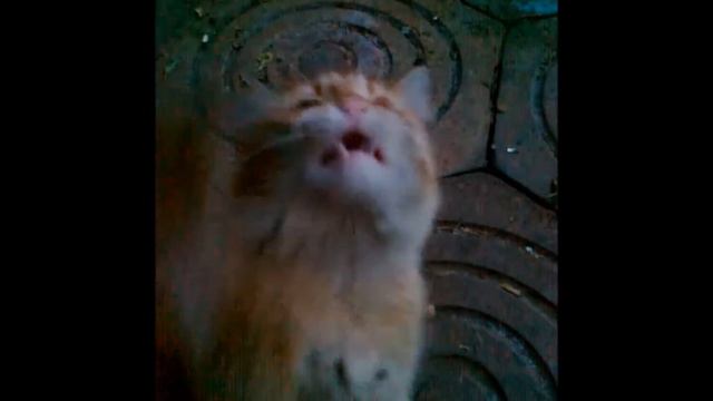 Funny Cats! / Кот двигается под хит 70-х смотреть онлайн