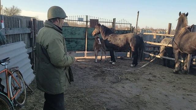 Русский Иван купил жеребца для случки смотреть онлайн