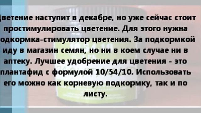Шлюмбергера усечённая. Стимулируем цветение. смотреть онлайн