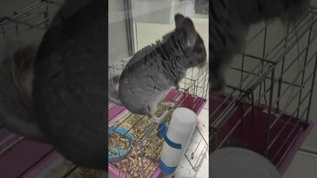 #shorts зверёк шиншилла - домашняя плюшевая радость,очень милый и забавный смотреть онлайн