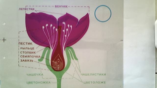 Строение цветка смотреть онлайн