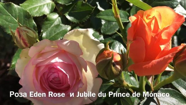 РОЗА EDEN ROSE и Jubile du Prince de Monaco. смотреть онлайн