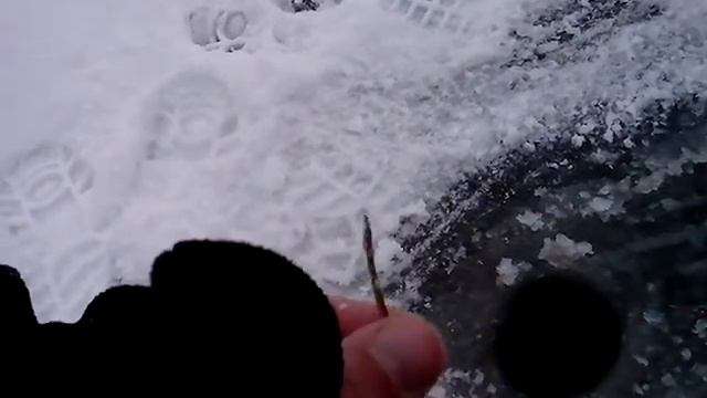 Пресноводная рыба игла на Выборгском заливе смотреть онлайн