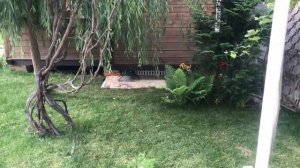 Рулонный газон на грунт, песок или на траву? Сеять или стелить рулонный?