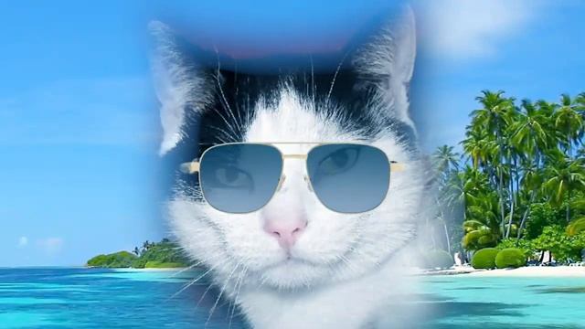 Kool Kat Vibes Presents Dreamy Tropical Paradise: Soothing Music and Relaxing Feline Images. смотреть онлайн