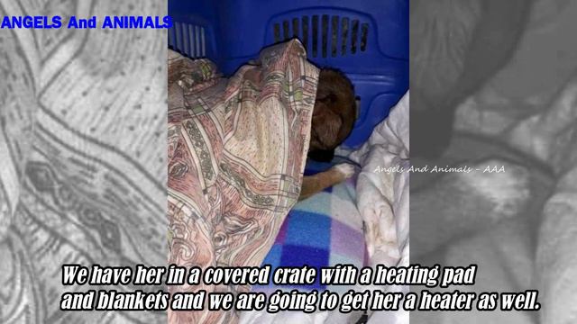 Poor little puppy who was severely wounded after being attacked by a dog смотреть онлайн