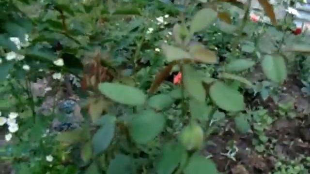 Роза Бургунд 81. Burgund 81 смотреть онлайн