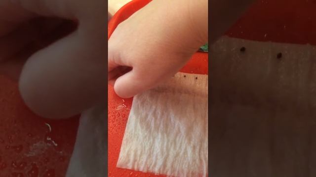Сальвия. Выращивание из семян. Посев в улитки. смотреть онлайн