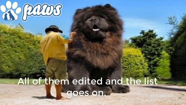 Largest Tibetan Mastiff 100% Real!!! смотреть онлайн