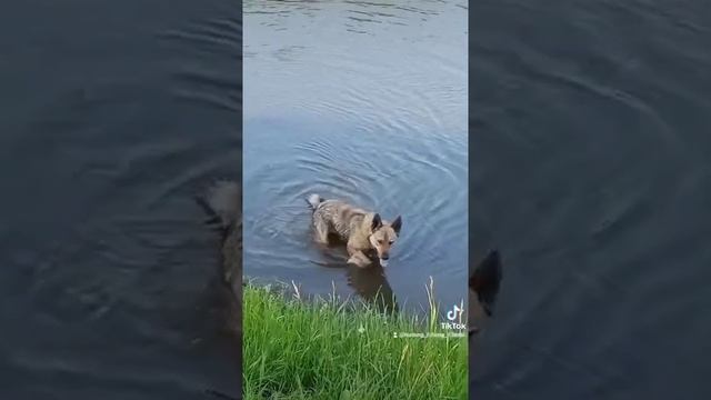 мой охотничий пёс! Принц! my hunting dog! The Prince! смотреть онлайн