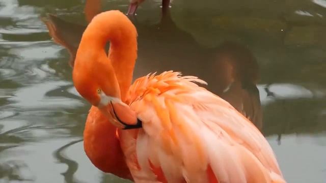 Flamingos! Fun Flamingo Facts For Kids