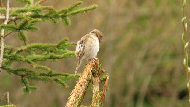 1388. Hýl rudý, Common Rosefinch, Karmingimpel, Roodmus, Обыкновенная чечевица, Dziwonia zwyczajna смотреть онлайн