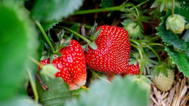 Хотите много крупной клубники? Кормите этим в конце апреля и в мае! смотреть онлайн