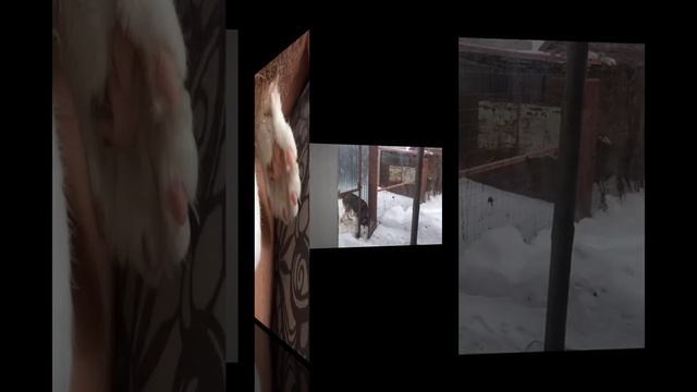 Удивительные животные !!!! смотреть онлайн