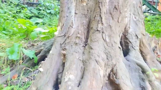 Сочи Терренкур тропа здоровья. Мы прошли? смотреть онлайн