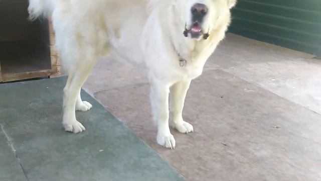 Georgian "mountain lion"./Грузинский "горный лев". смотреть онлайн