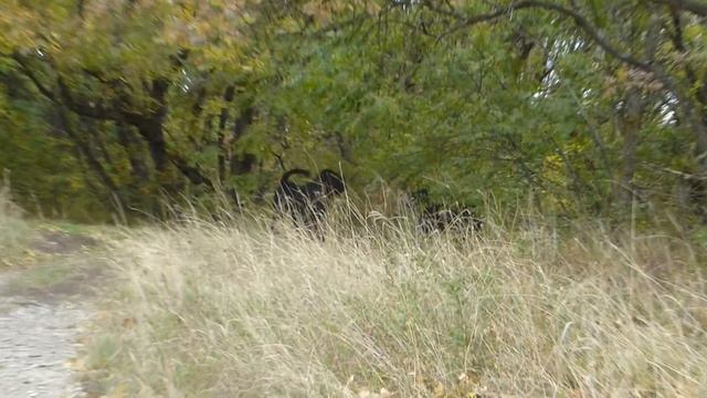 Кася Мирон, октябрь 2019 смотреть онлайн