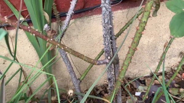 Rose Deep Secret and Rose Clementine at my mums | Rose Garden Tour