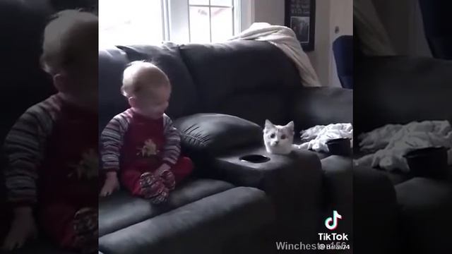 смешные ролики про животных смотреть онлайн