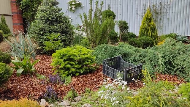 формирование и обрезка пихты, голубая ёлочка, неопознанные грибы и бронзовая осока. 10.05.2023г. смотреть онлайн