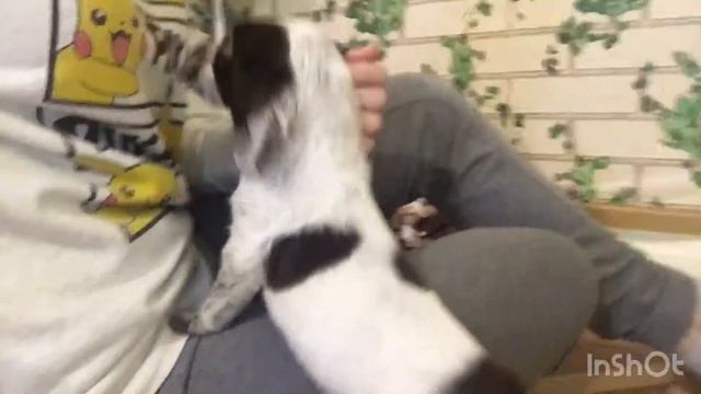 Русский спаниель 1,5 месяца. HomeVideo