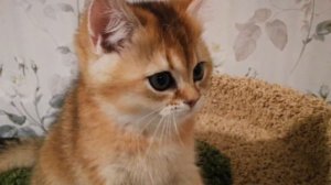 Британский кот. Золотой шиншила