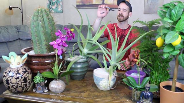 Caring for the Aloe Vera Plant смотреть онлайн