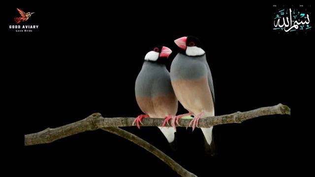 Fawn Java and Opal Java Best Pairing #pets #video #mutation #goodaviary #love #bird #how #howto #yt смотреть онлайн