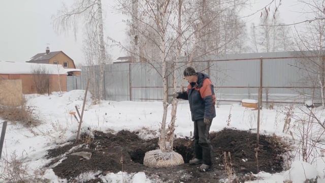 КАК ПЕРЕСАДИТЬ ДЕРЕВО НА УЧАСТКЕ? Пересадка деревьев. смотреть онлайн