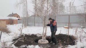 КАК ПЕРЕСАДИТЬ ДЕРЕВО НА УЧАСТКЕ? Пересадка деревьев.