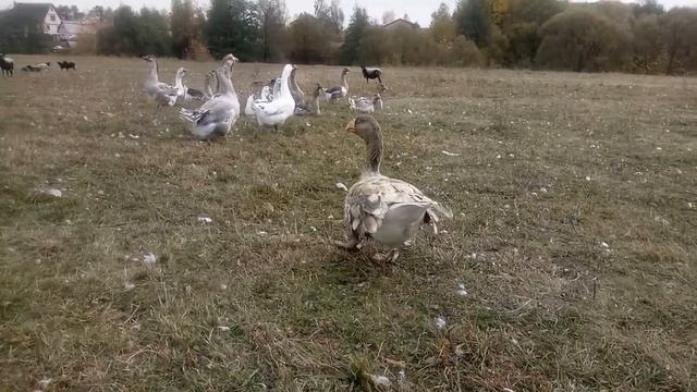 Тульские бойцовые гуси (Горбоносые)??? смотреть онлайн