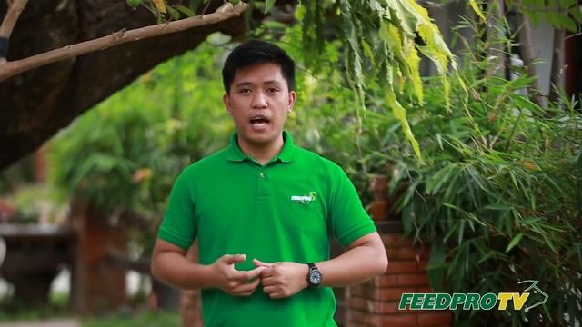 Fermented Feeding Ang Epektibong Paraan ng Pagpapakain смотреть онлайн