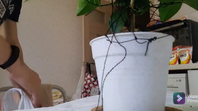 пересадил двух летний мандарин смотреть онлайн