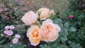 22 июля 2022 г. #розы в саду. Джуд зе обскур, Мейн Тауэр, Бургунд 81.