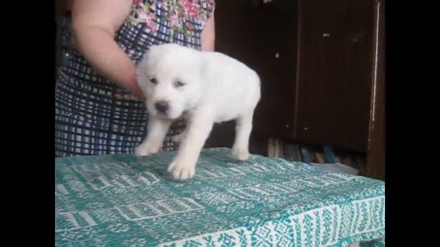 Гайдамак смотреть онлайн
