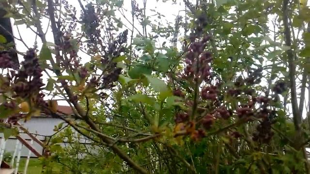 Грибы можно есть все, но некоторые один раз! смотреть онлайн