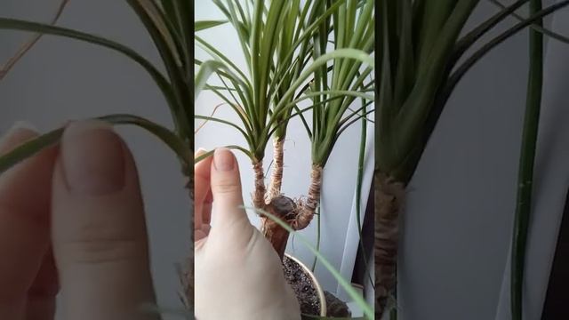 Нолина (бутылочное дерево) смотреть онлайн