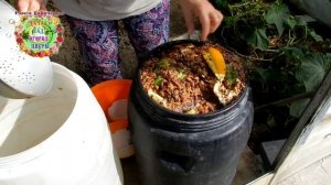 Как БЮДЖЕТНО очистить выгребную яму и туалет? Чистка канализации без откачки. Бактерии для септика.