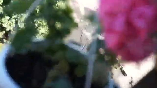 Сорт Unicorn Zonartic Rose смотреть онлайн