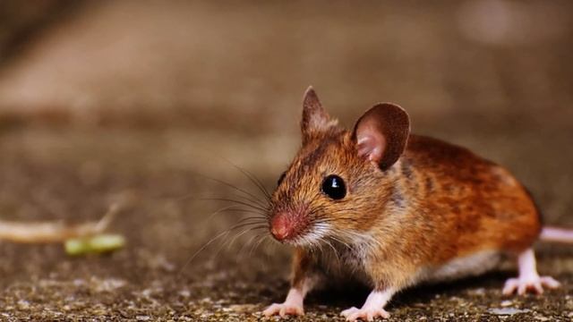 Как избавиться от мышей? Самый приятный и легкий способ! смотреть онлайн
