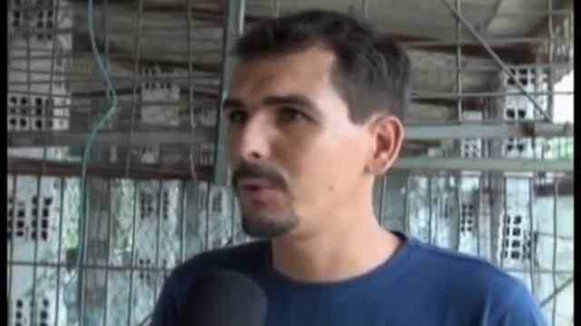 Faisão, galinha polonesa, pavão смотреть онлайн