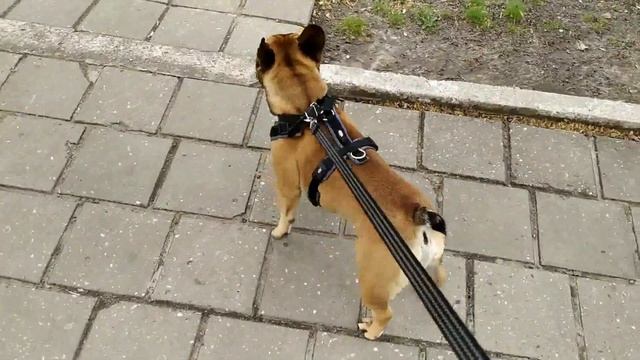 Прогулки с французским бульдогом на поводке. Приучение щенка к поводку, аксессуары для выгула собак смотреть онлайн
