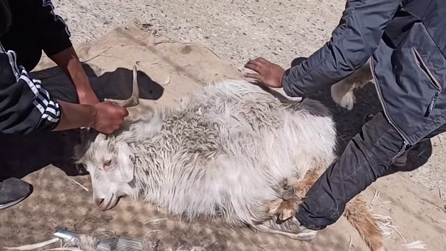 Collection Of Pashmina From Pashmina Goat In Ladakh