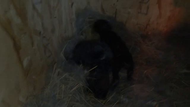 Крольчата породы Серебристый/Как линяет Серебро/Дом в Сибири смотреть онлайн