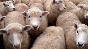 Разведение овец породы Австралийский меринос как бизнес идея | Овцы Австралийский меринос