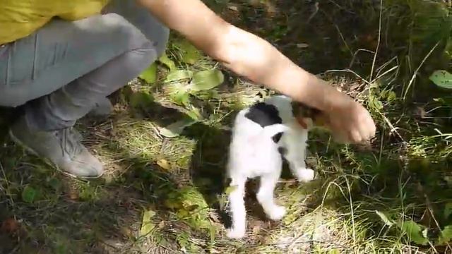 Азы дрессировки, щенок фокса почти 3 месяца, Дейнерис