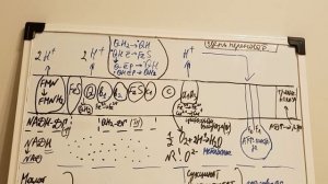 Цепь переноса электронов(дыхательная цепь)