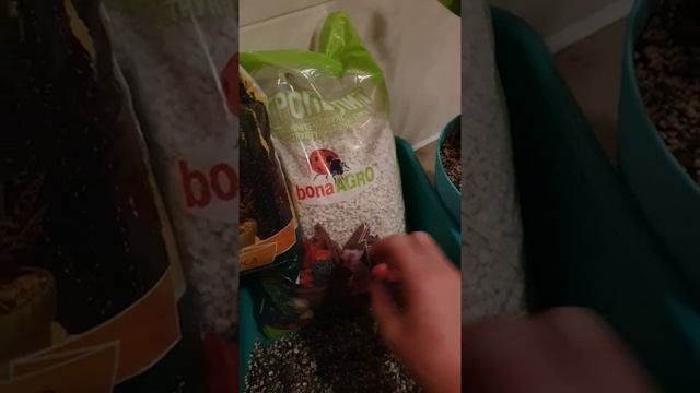 А вы знаете 3 главных условия для посева адениумов? смотреть онлайн