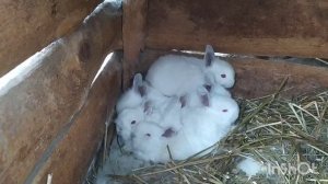 Калифорнийские кролики | На хуторе | Крольчата рождаются и растут | Обзор